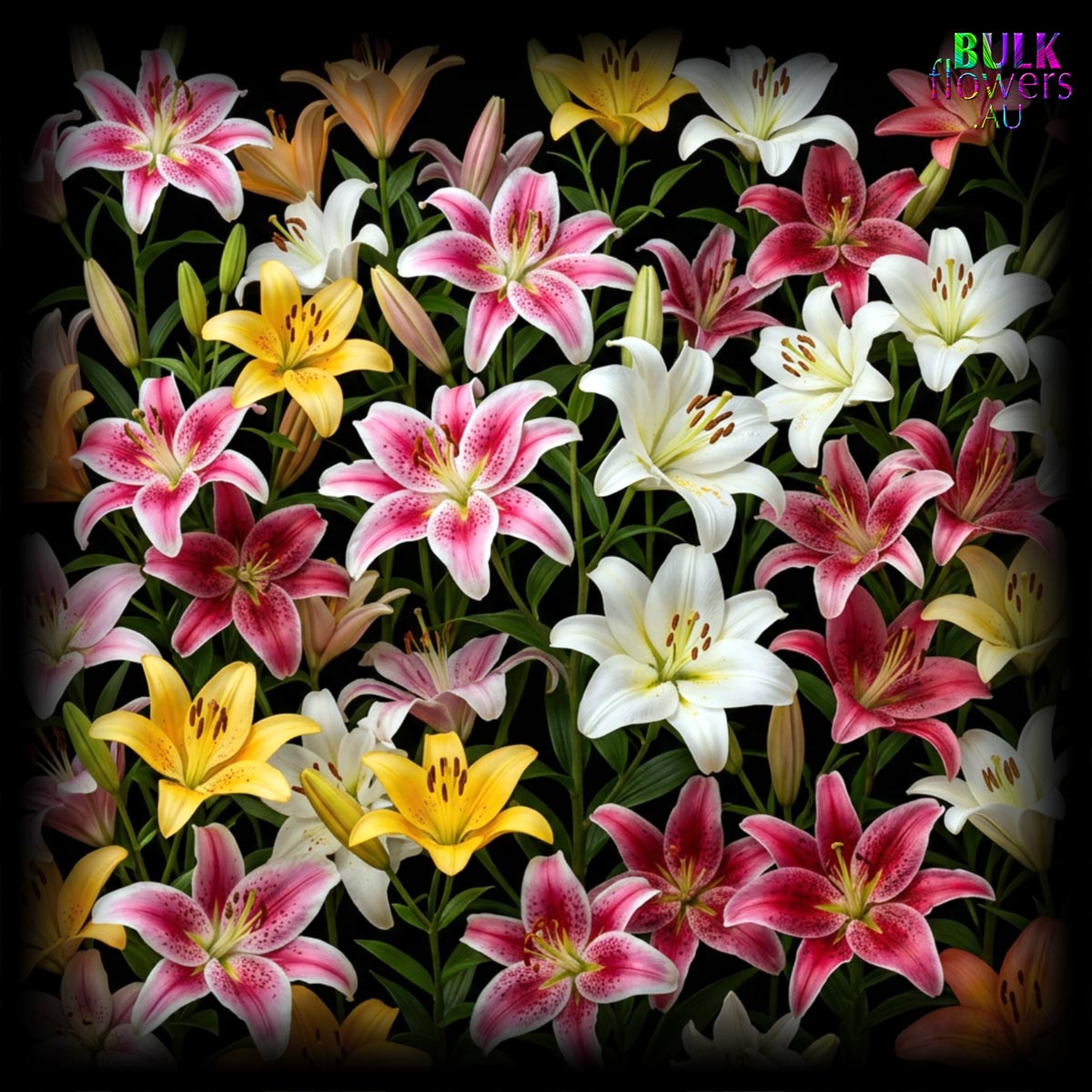 BULK FLOWERS LILIES